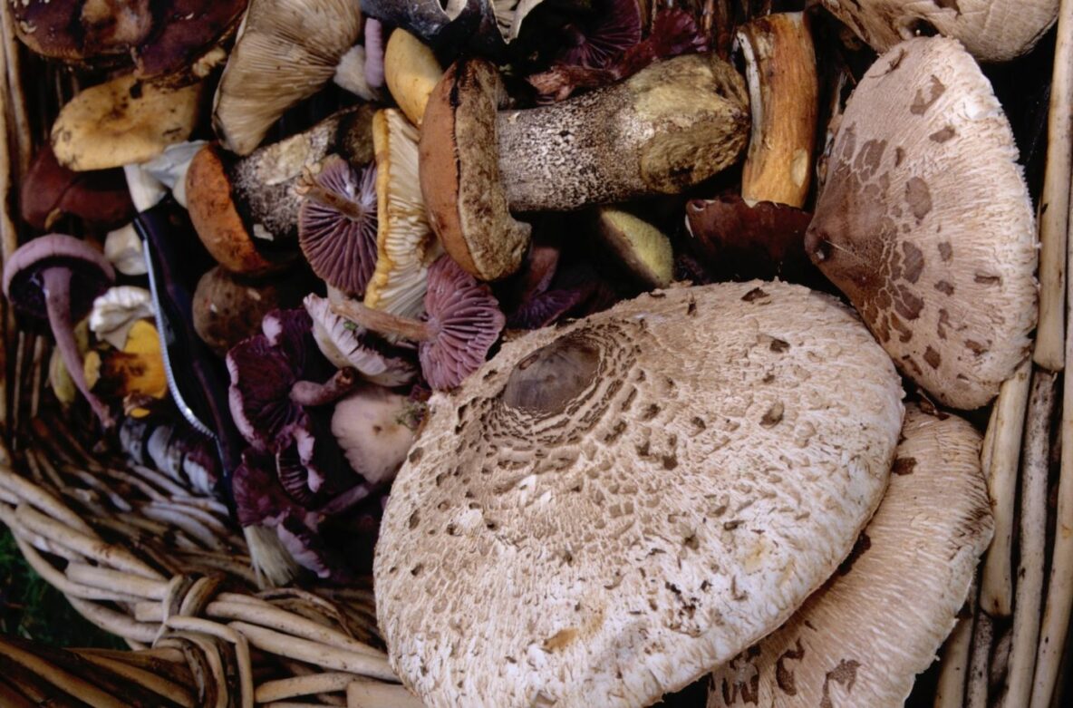 Close up of a variety of different sized mushrooms in a basket