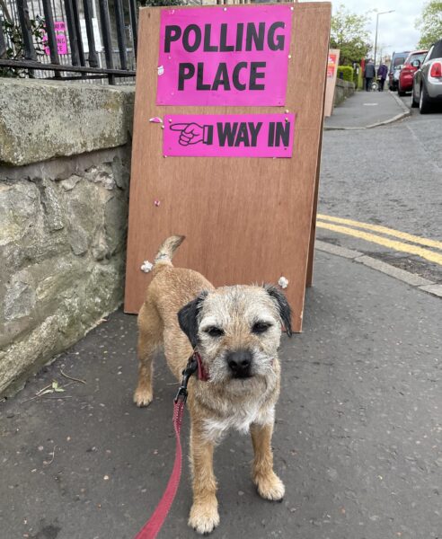 A Border Terrier sitting by a polling station sign on voting day.