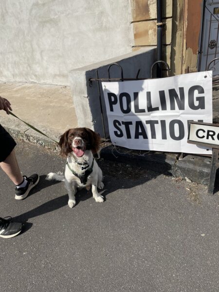 An English Springer Spaniel waiting outside a polling station sign on voting day.